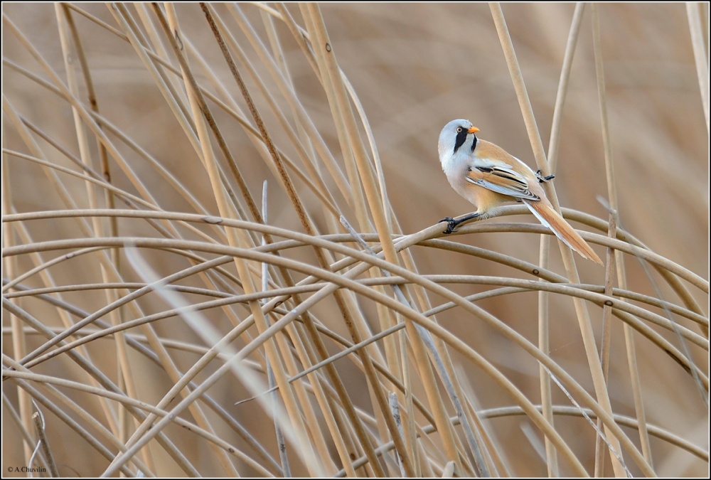 Усатая синица