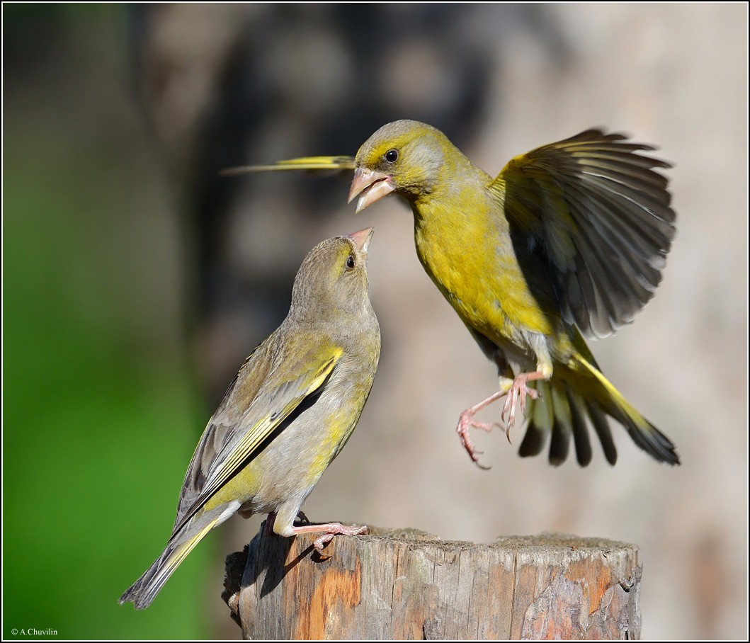 Дай я тебя в лоб челомкну :)