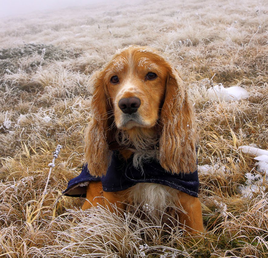 Найк Чатыр-Дагский