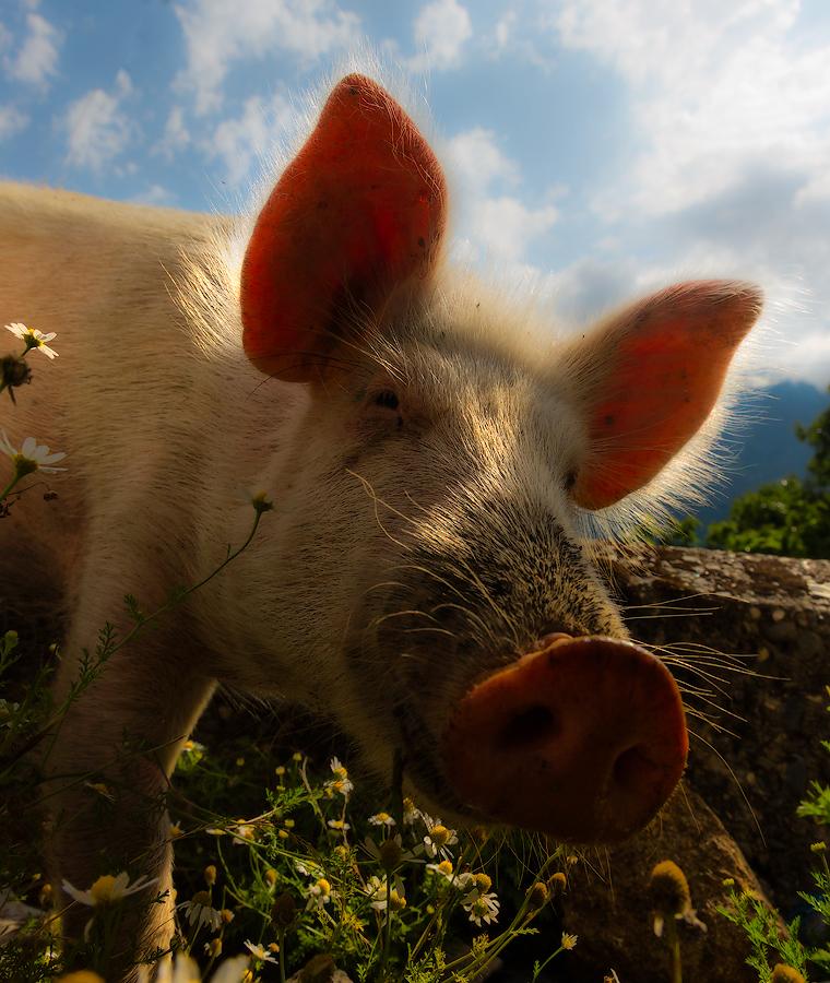 от улыбки хмурый день...