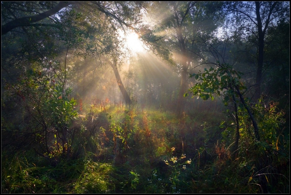 Где живет Леший....