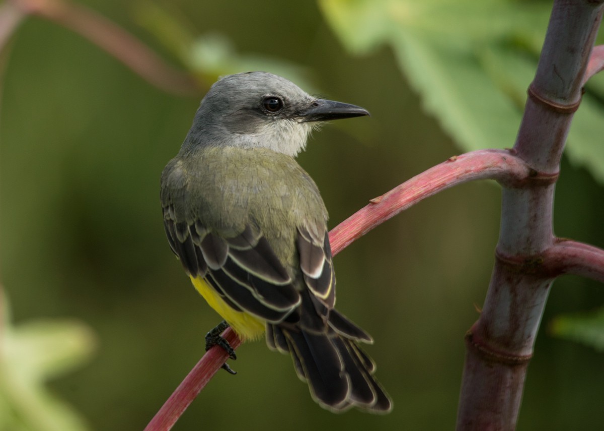 Great Kiskadee (female)