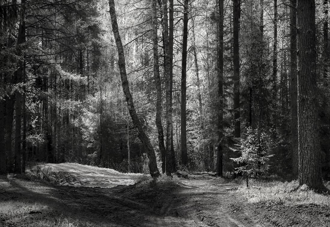 В полуденном свете