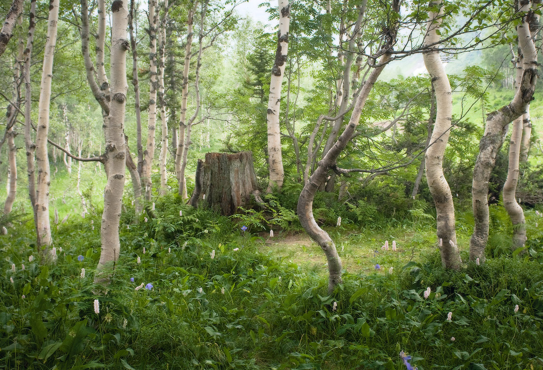 "Дед, расскажи сказку..