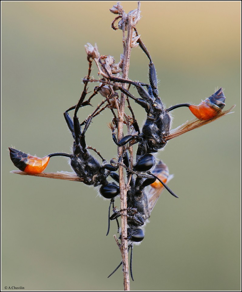 Группа из трёх лиц )