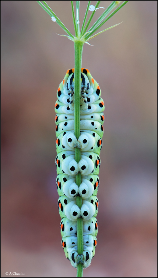 Под своим зонтиком