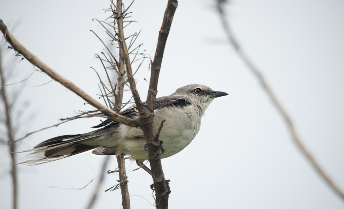 Northern Mockingbird