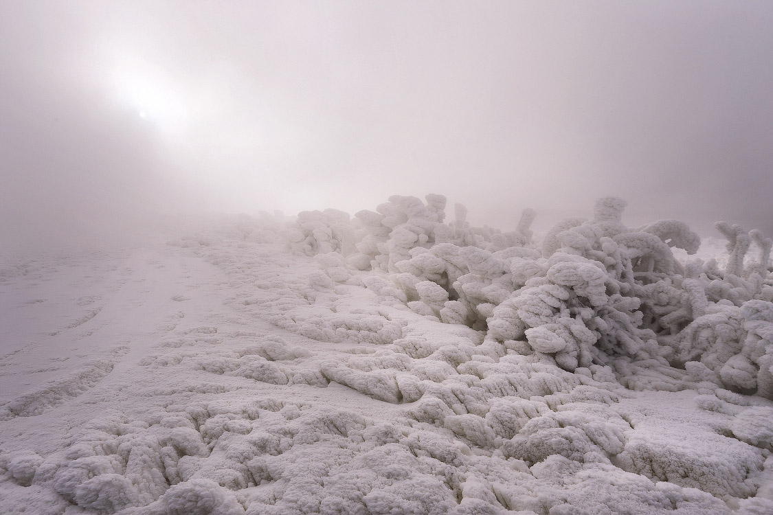 Зимний тростник