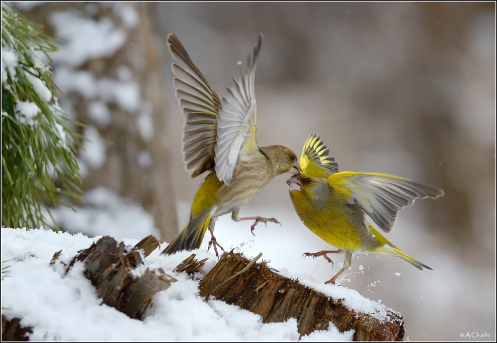 Танцы с поцелуем