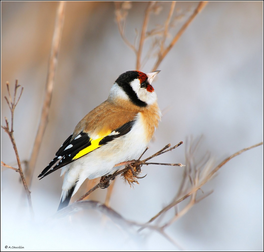 С мечтою о весне