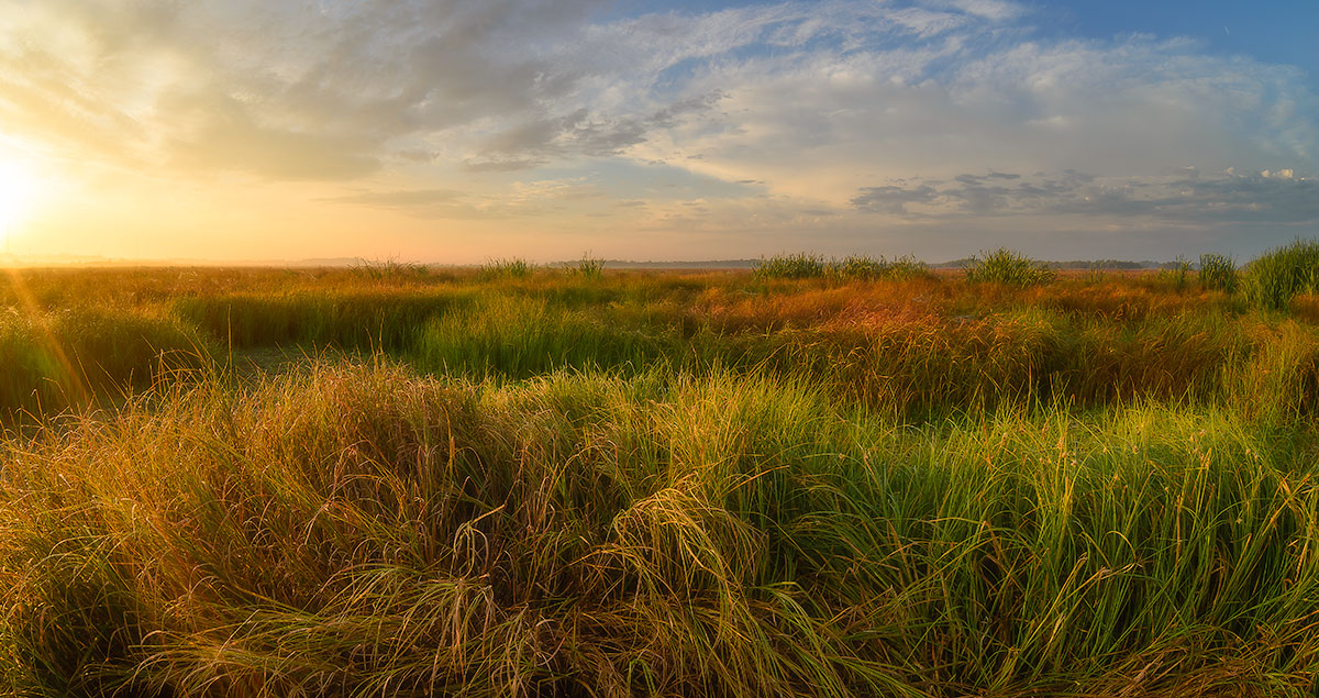Утро на заливном лугу