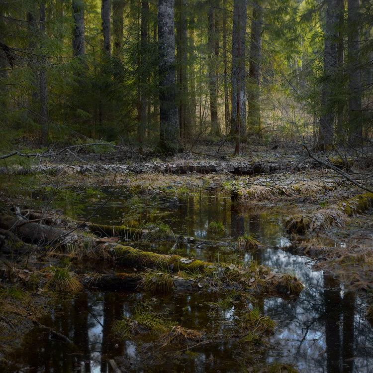 Лесные разливы