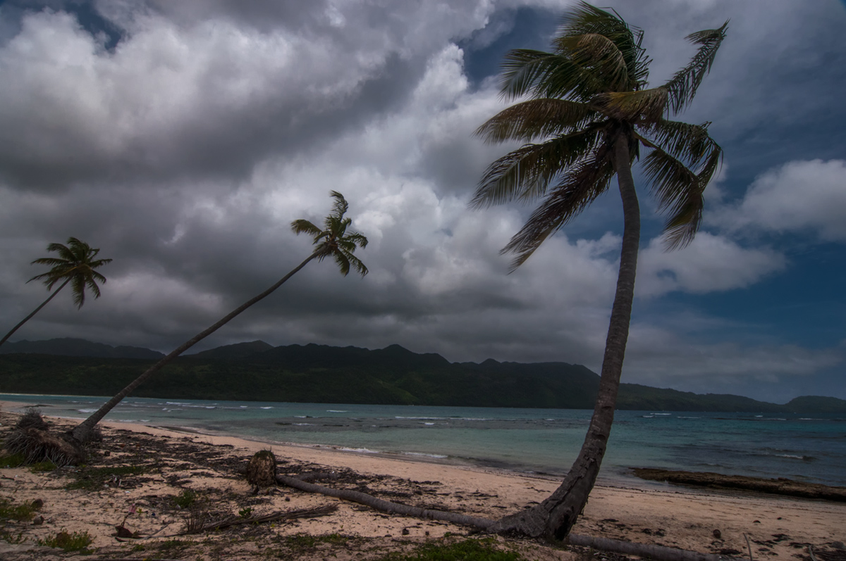 ...coast of dying palms