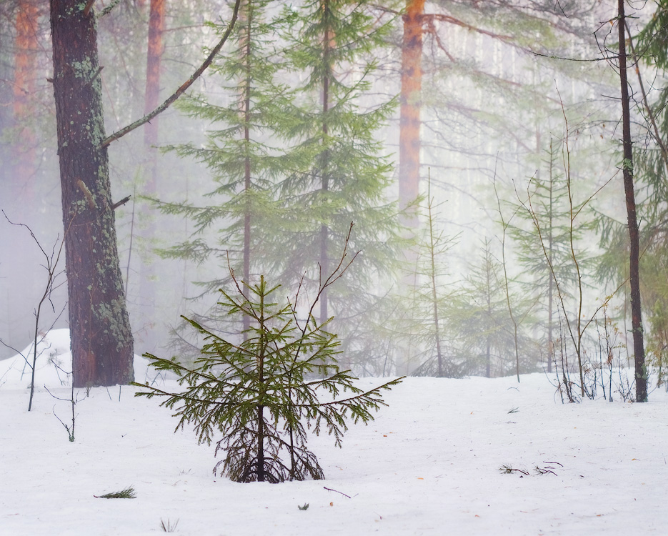 Мартовские туманы