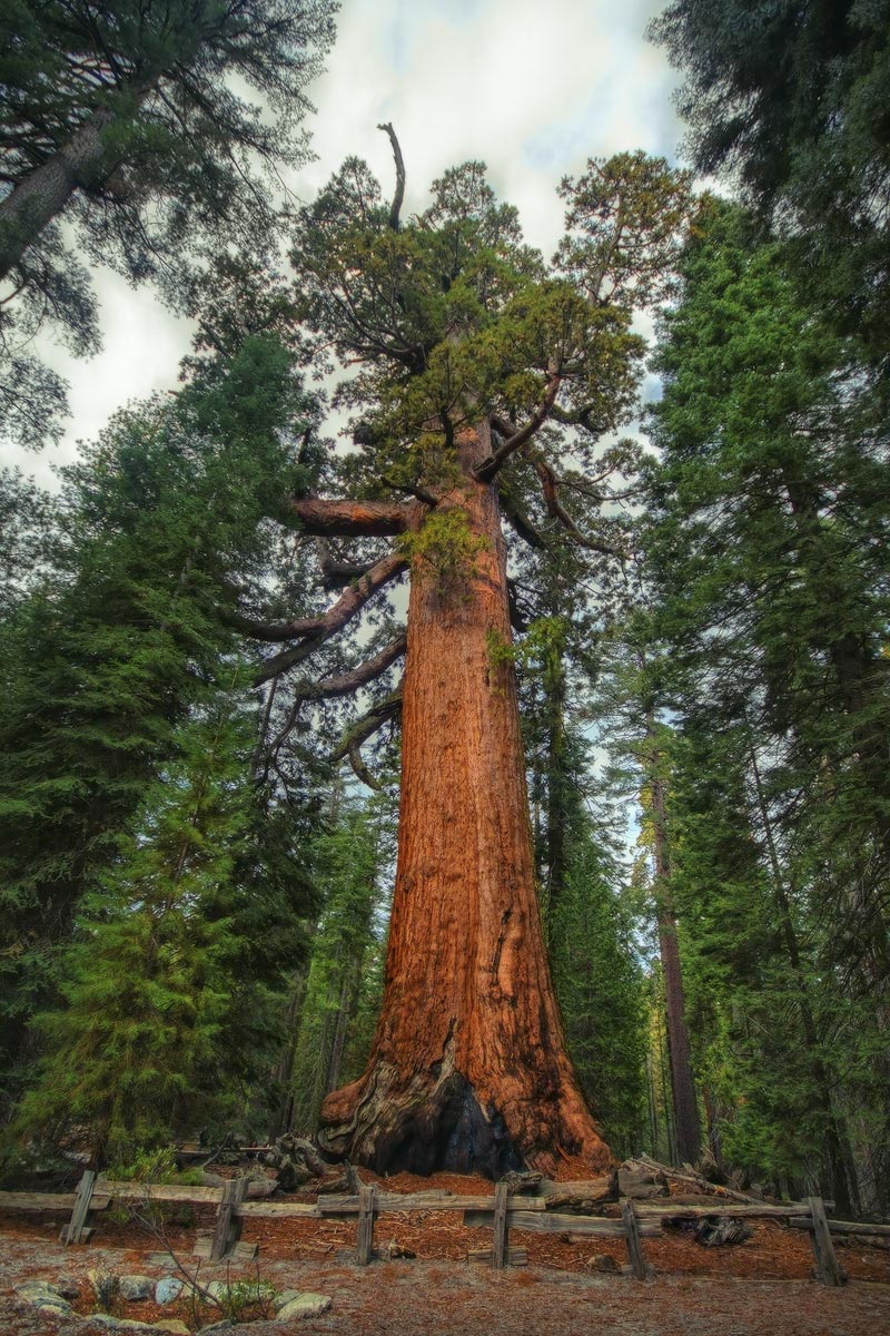 Grizzly Giant tree