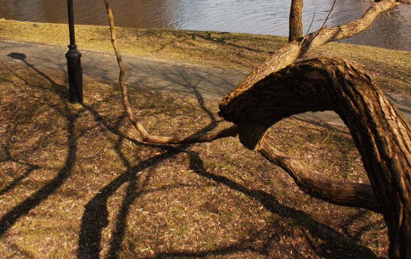 Дерево № 100500