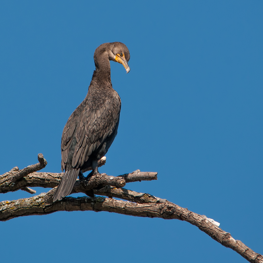 Cormorant