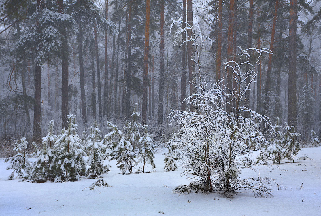 Апрельский снегопад