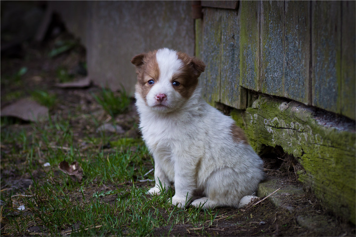 Незваный гость...
