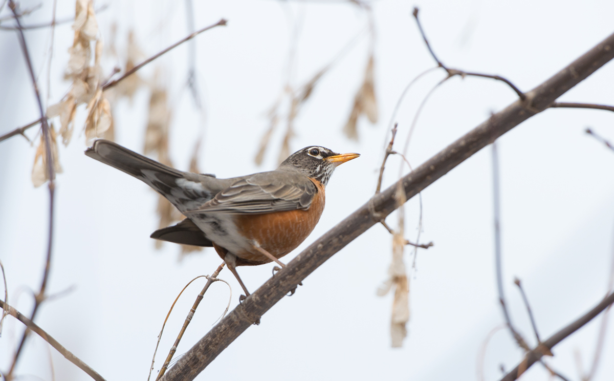 American Robin