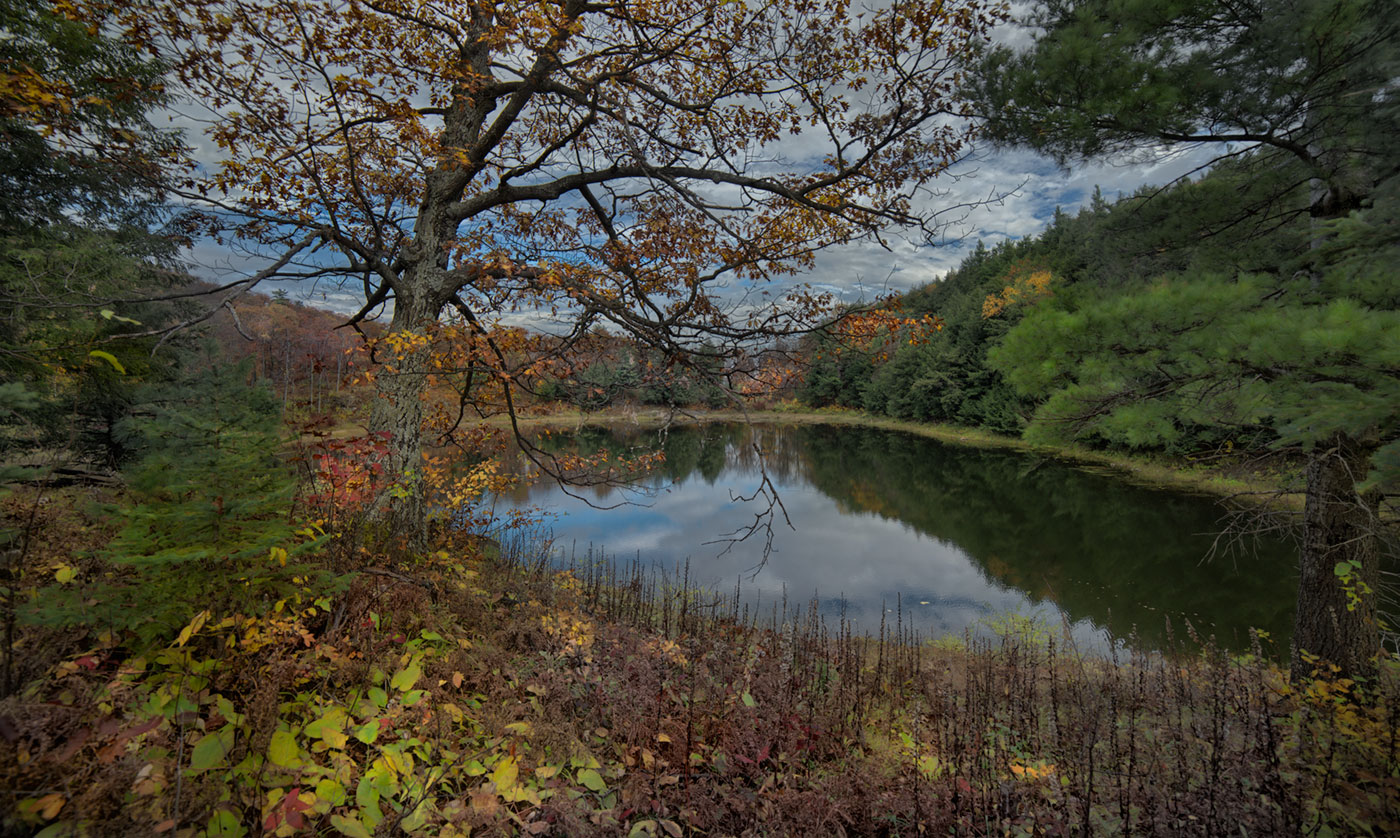 Transparent Autumn (@ Gatineau )