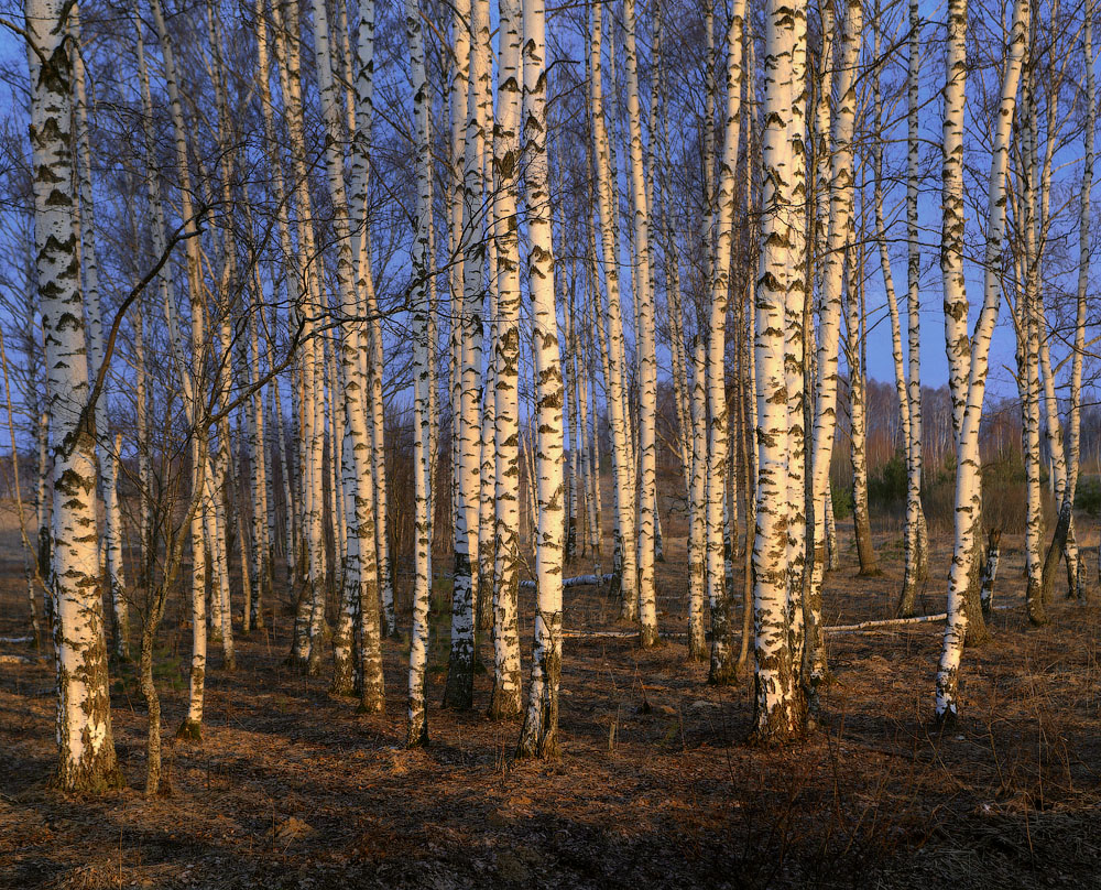 Весеннее утро
