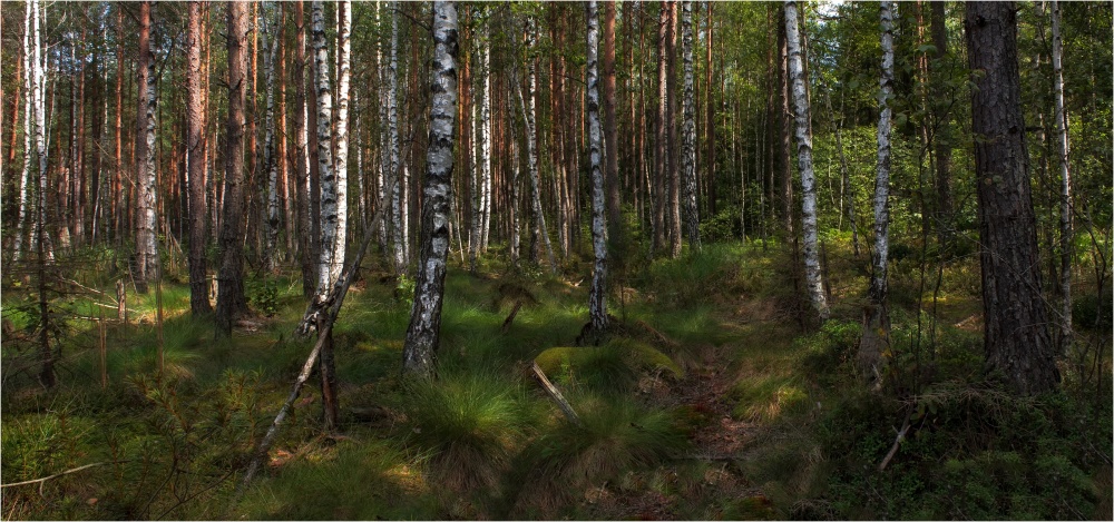 Ёлки палки...