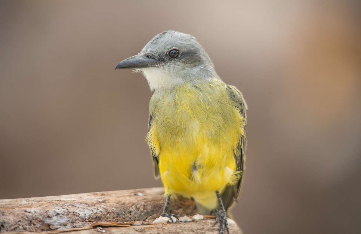 Great Kiskadee (female)