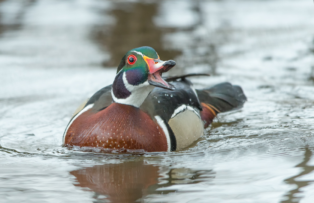 The Wood Duck (male)