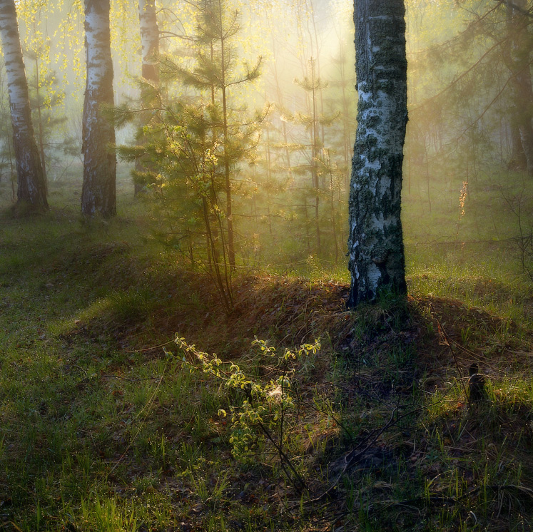 Утренняя зарисовка