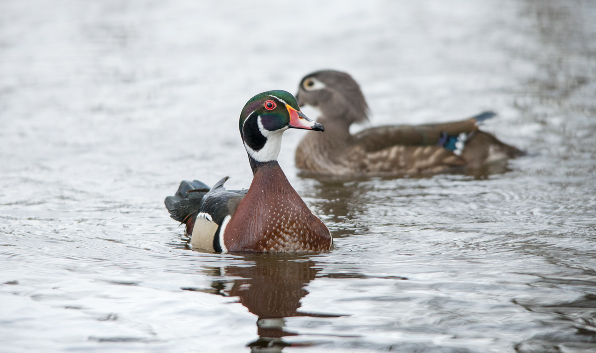 couple of Wood Ducks