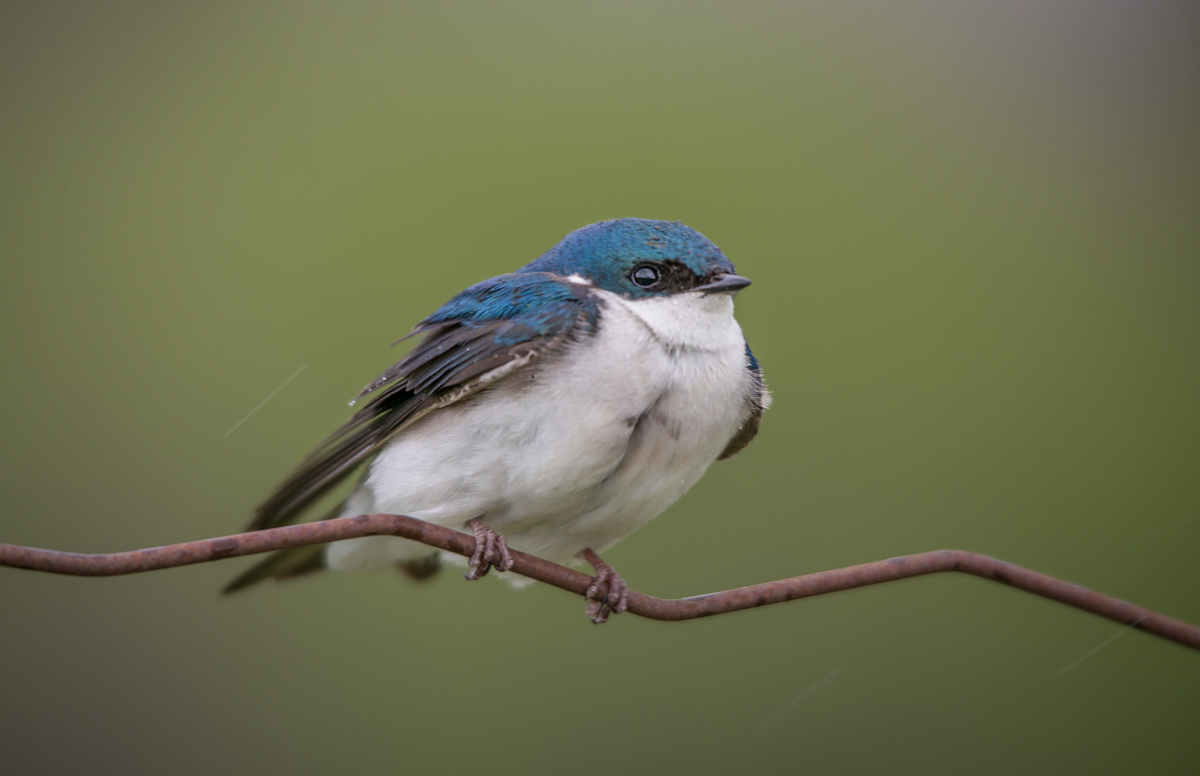 Common house martin