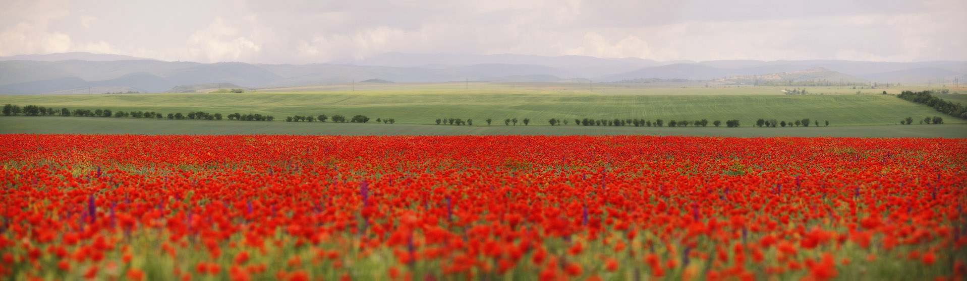 Маковое поле