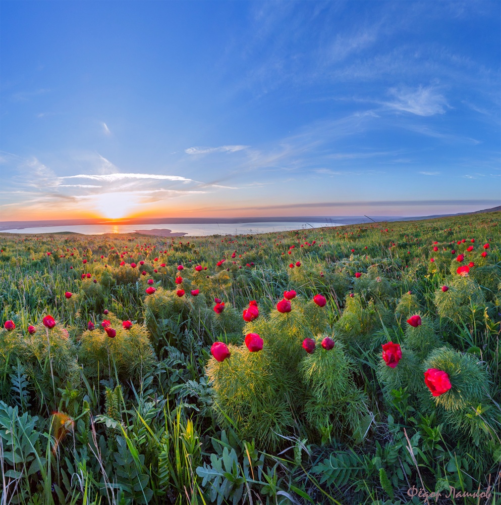 Пиона на закате.