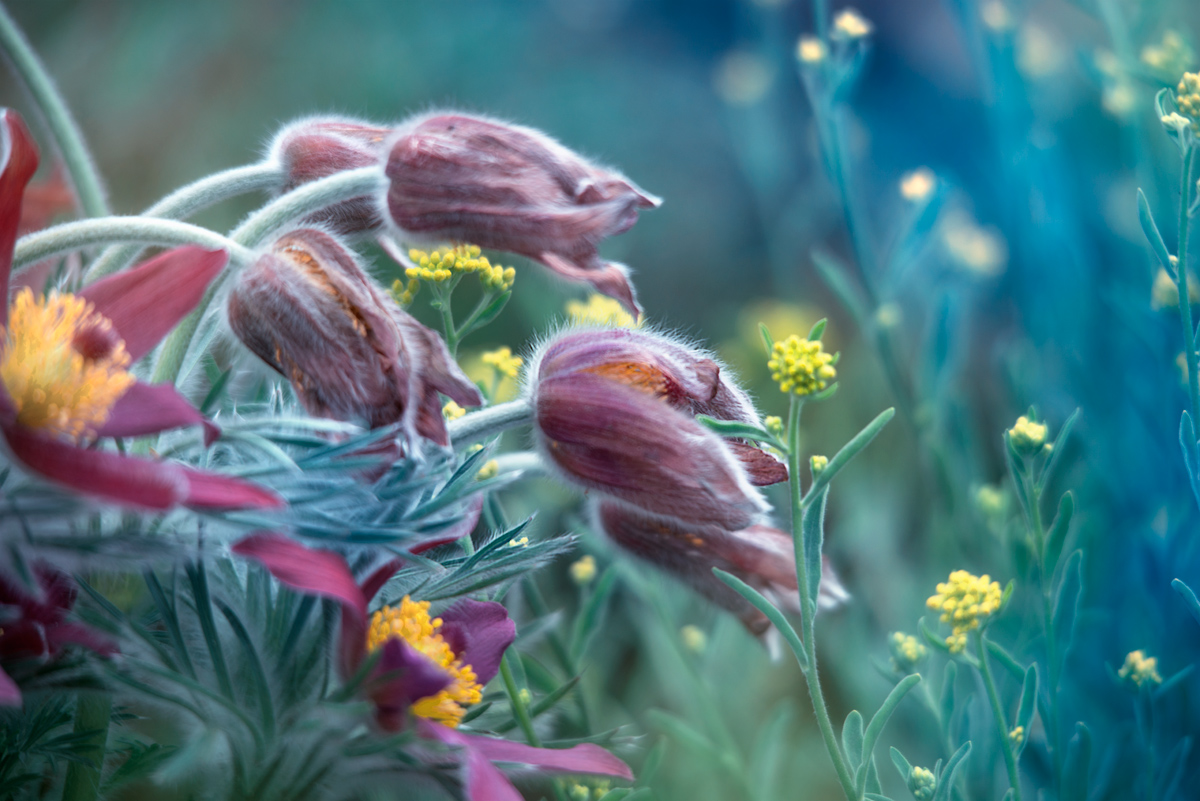 natural bouquet (Floral miniature)