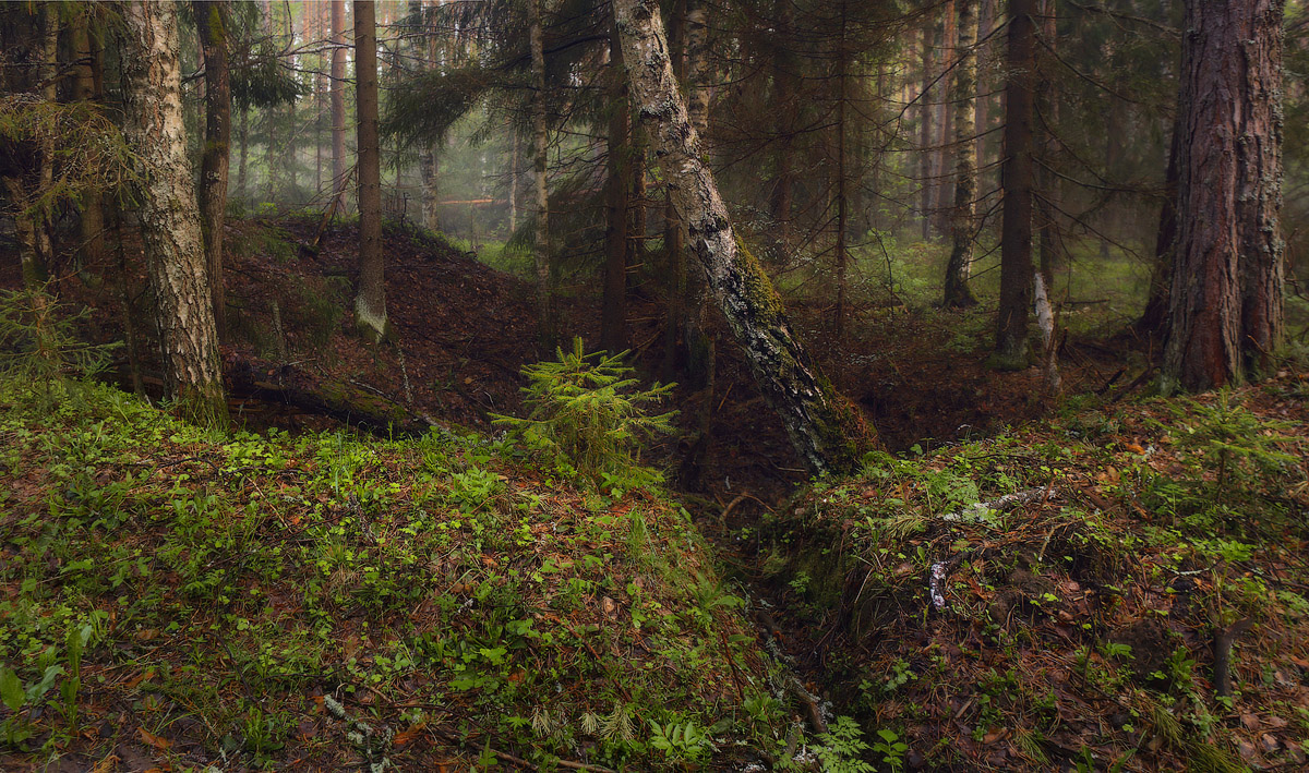 Про маленьккую ёлочку