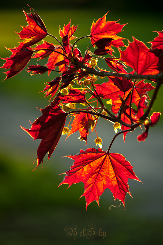 S p r i n g _ p a n e l s