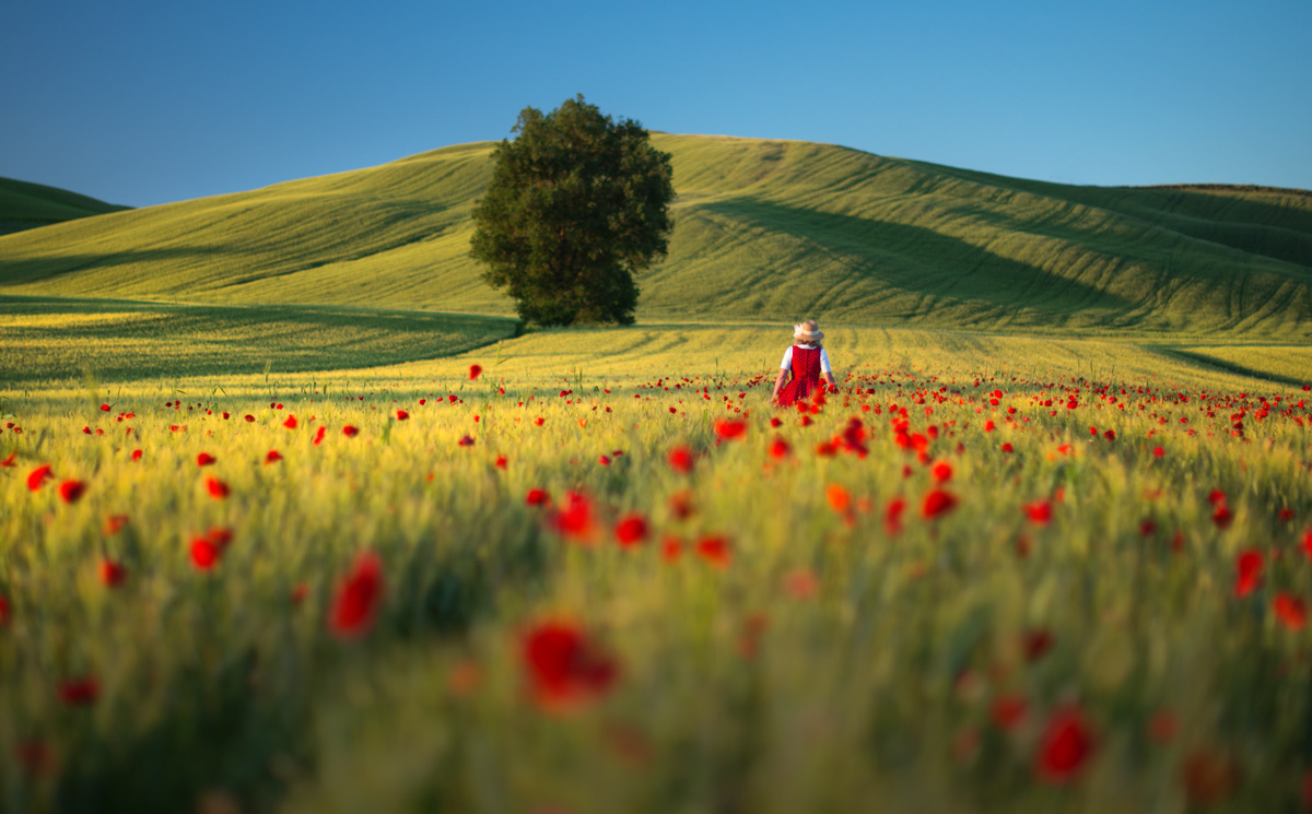 "Красные маки"