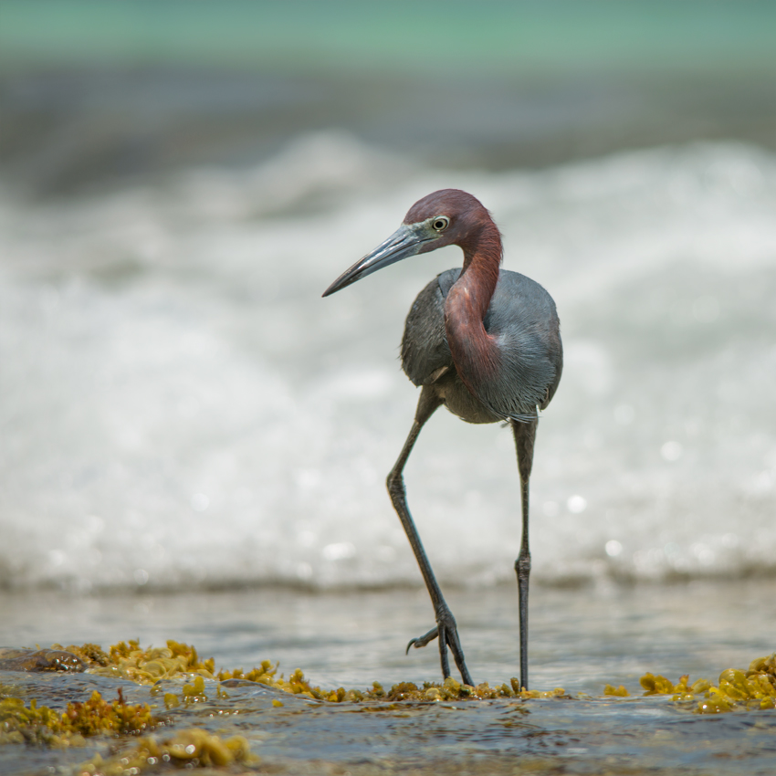 Little blue heron