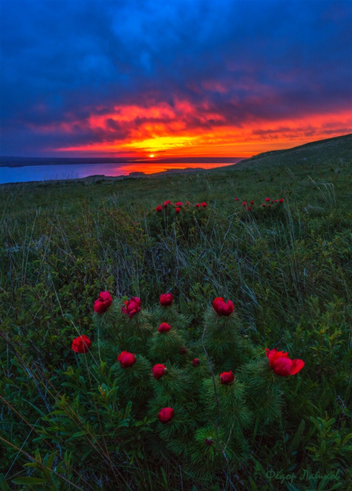 Оттенки алого.