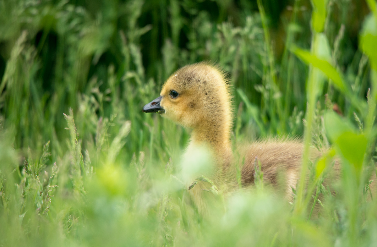 moment of fleeting childhood........