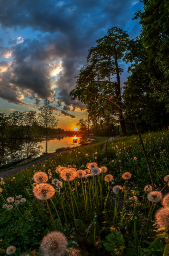 Закатная картинка с одуванчиками.