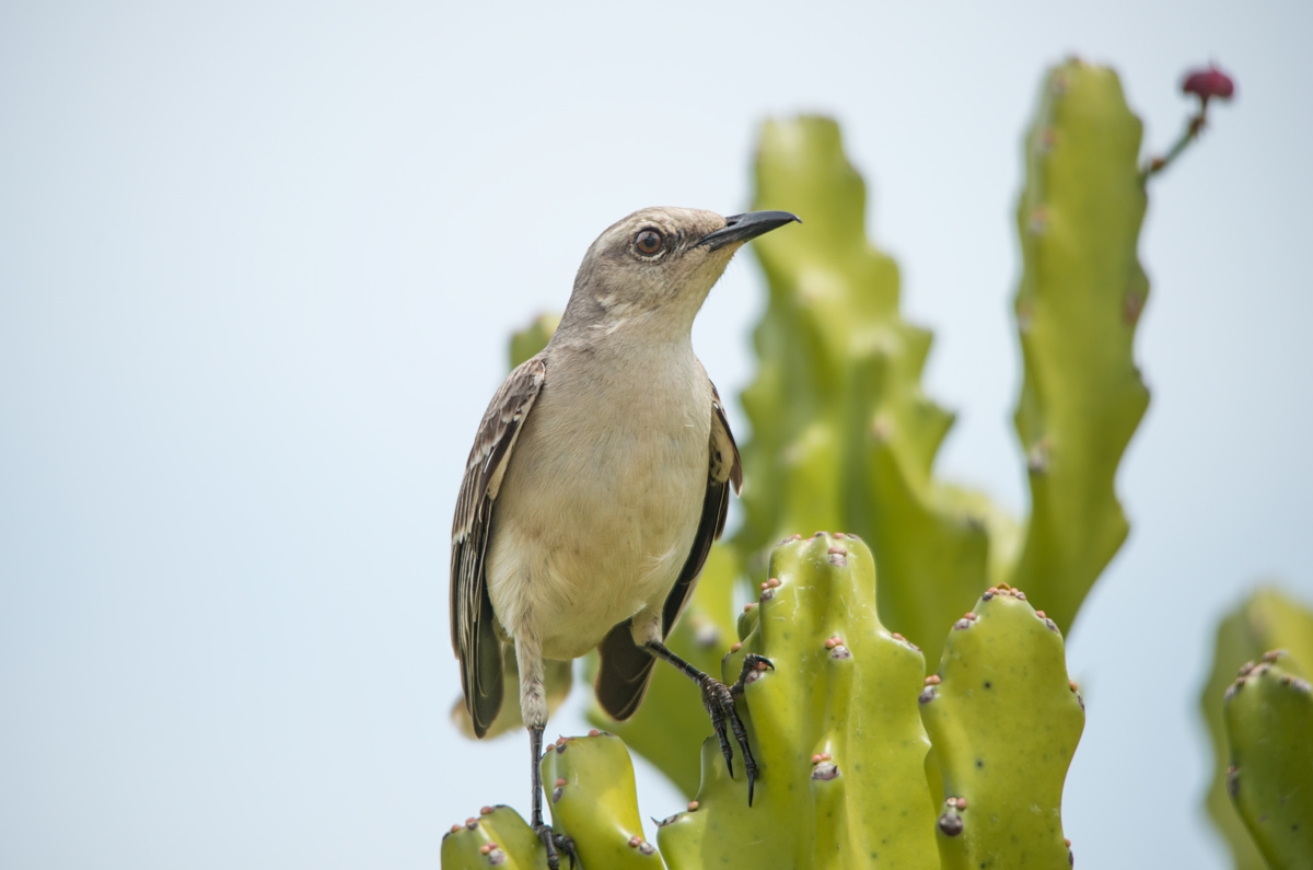 The Tropical Mockingbird (Mimus gilvus)
