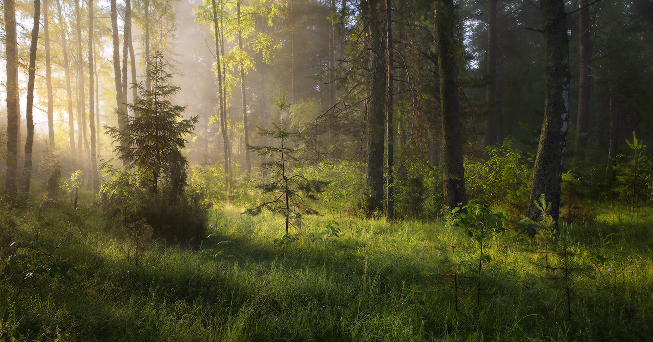 Утренний моцион
