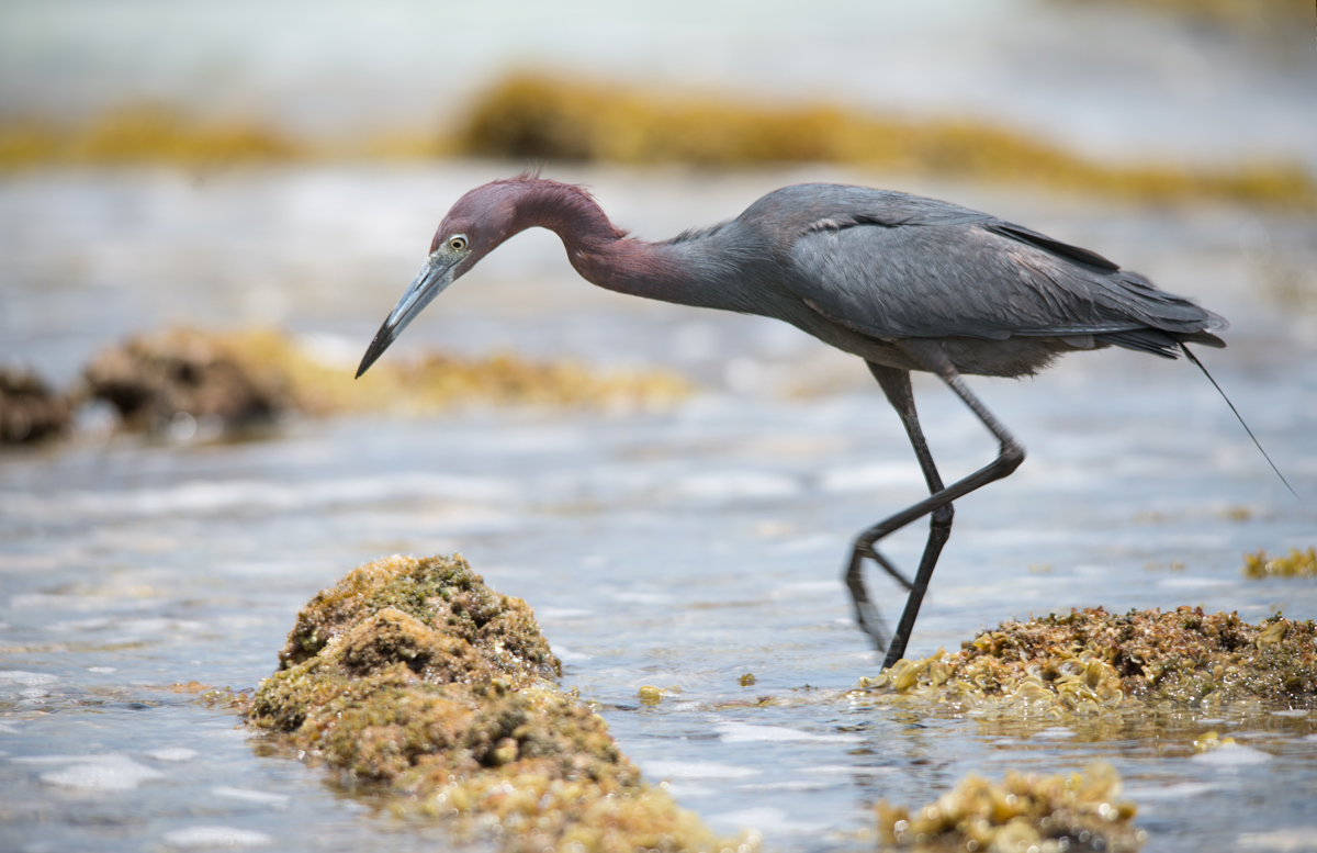 Reddish egret