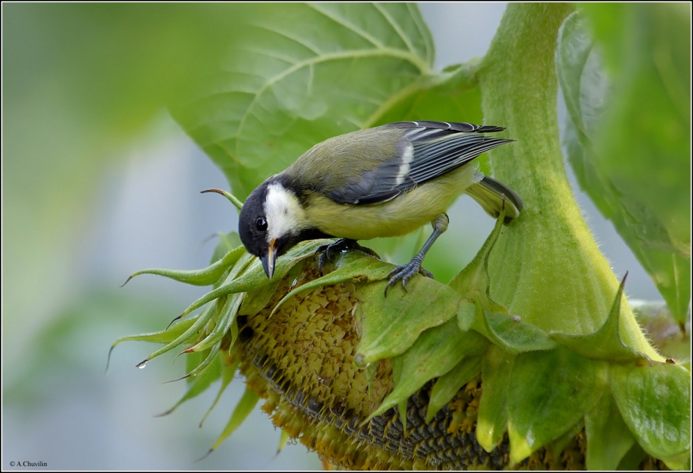 За урожаем глаз да глаз )