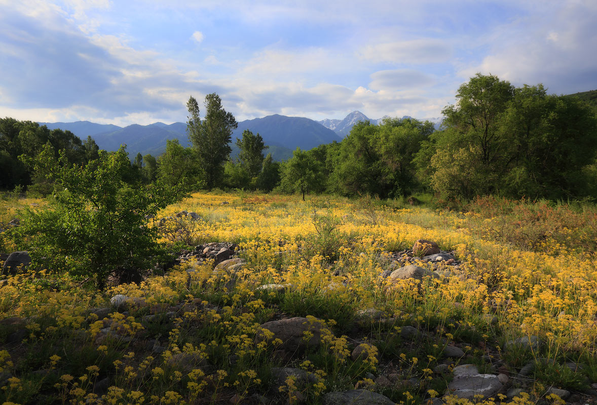 Желтое утро