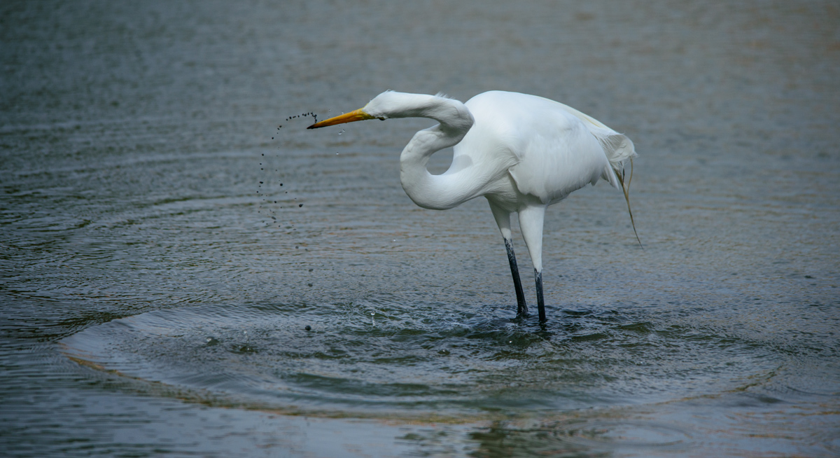Great White Egret