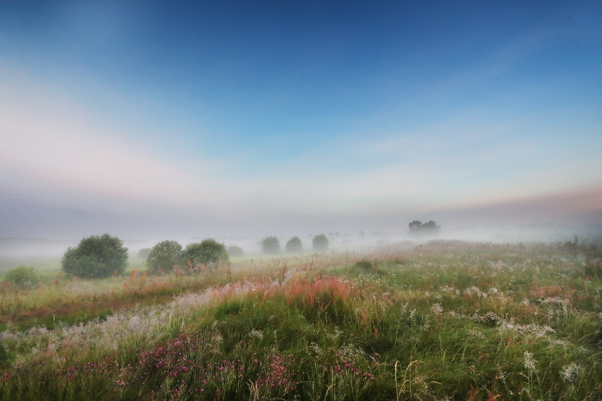 утро на заливном луге
