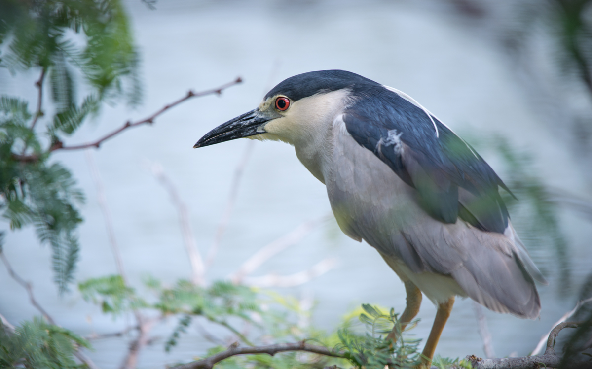 Black-crowned Night-Heron